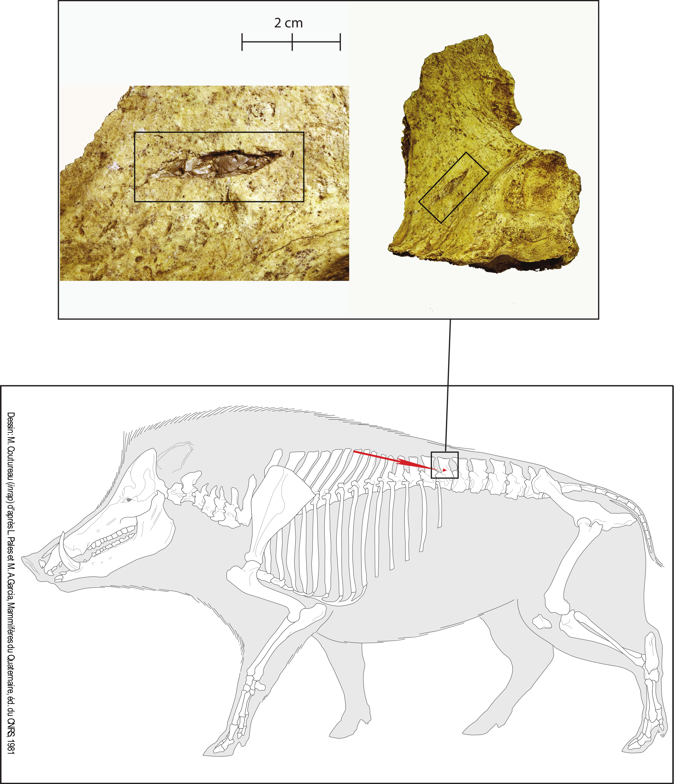 Impact de projectile avec incrustation de fragment lithique sur la face latérale gauche d’une vertèbre de sanglier (Sus scrofa scrofa) à Roquemissou, US 5320, Néolithique moyen (photos : Y. Maigrot ; PAO : C. Leduc)